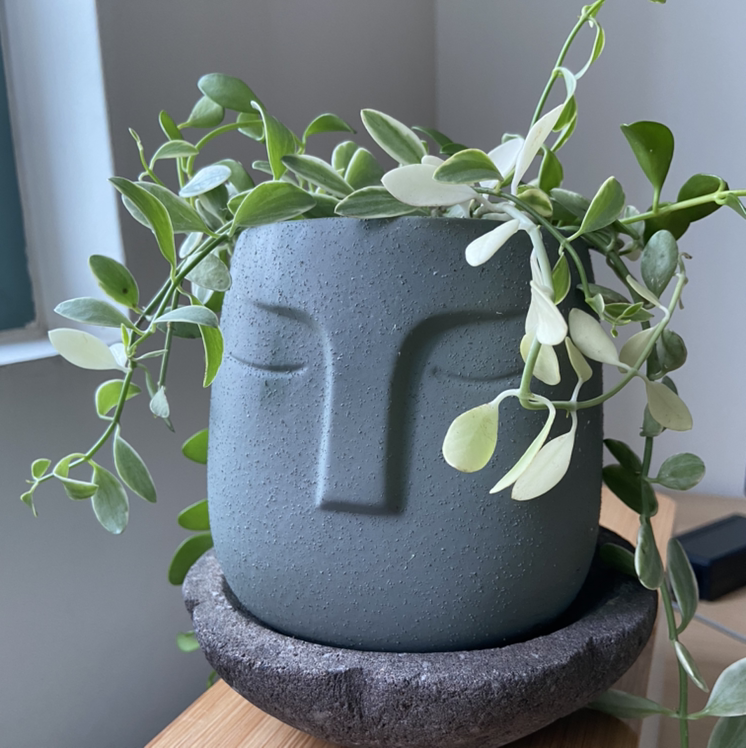 Dischidia oiantha 'Variegata' plant in a decorative face-shaped pot, healthy variegated leaves.