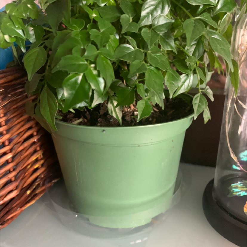 Healthy China doll plant with lush green compound leaves growing in a green plastic pot, soil surface visible.