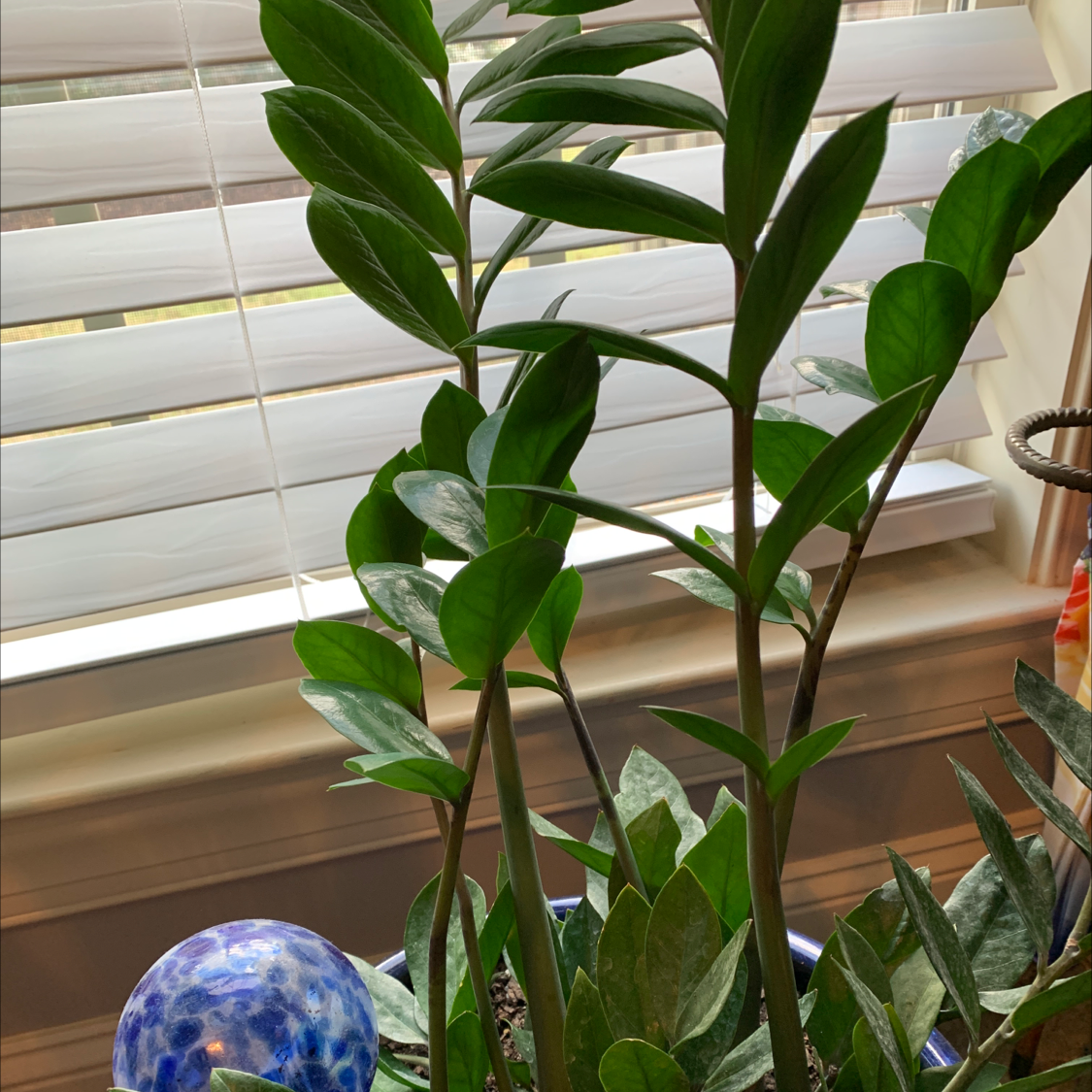 Zamioculcas Zamiifolia plant photo by @TCliff named Zanzibar Gem on Greg, the plant care app.