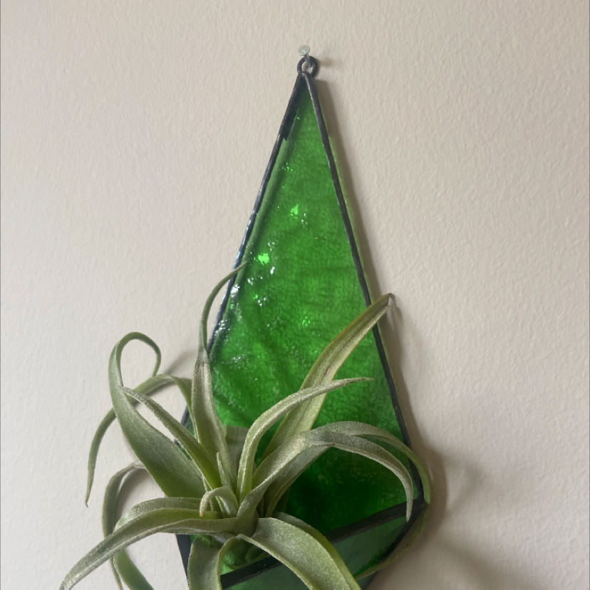 Tillandsia harrisii plant mounted on a green triangular glass holder against a plain wall.