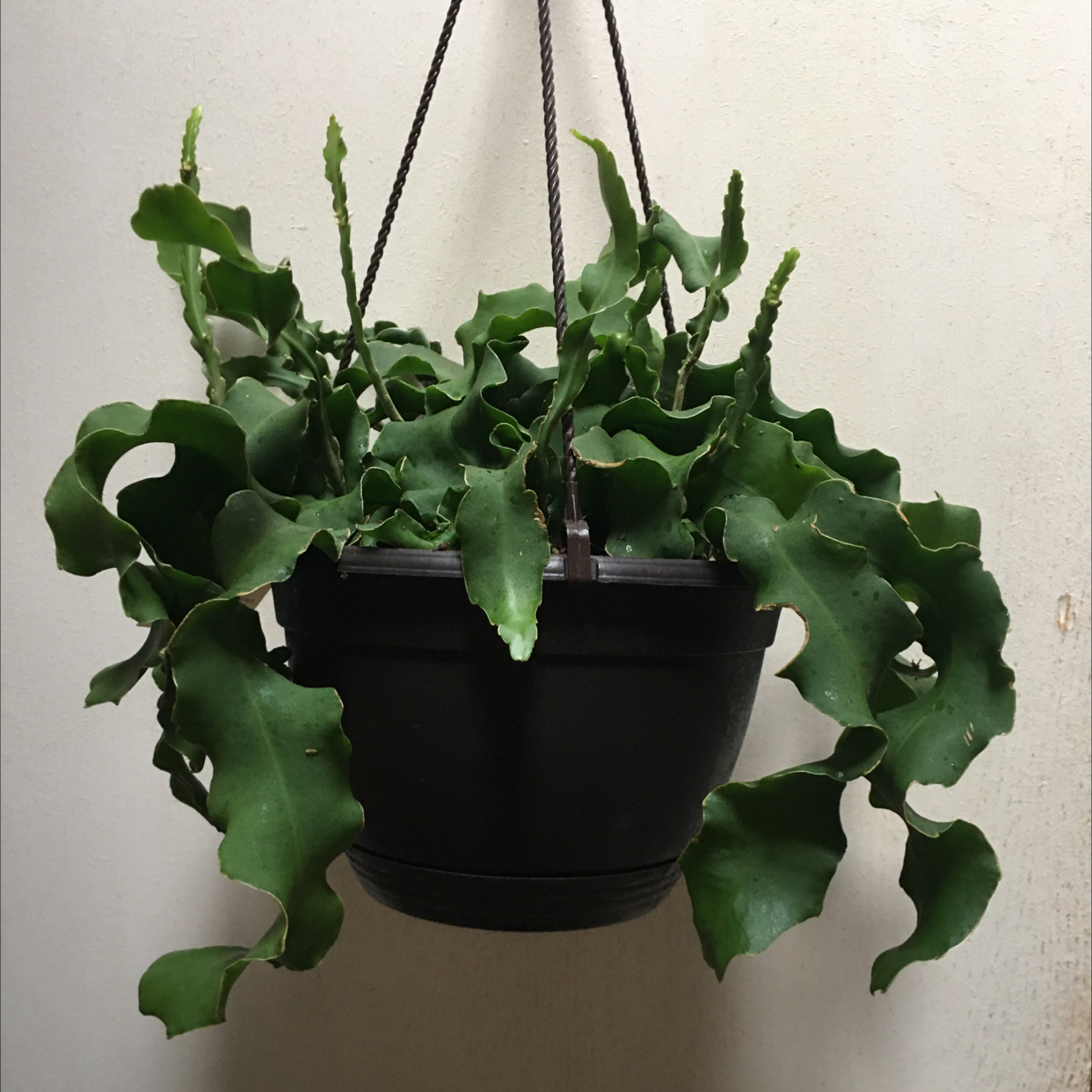 Dutchman's Pipe Cactus in a hanging pot with healthy green, wavy leaves.