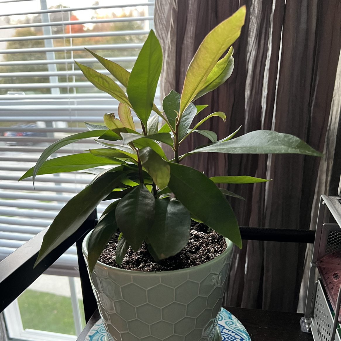 Photo of the plant species Shoebutton by @stefanielynnnn named Artie McSharty on Greg, the plant care app