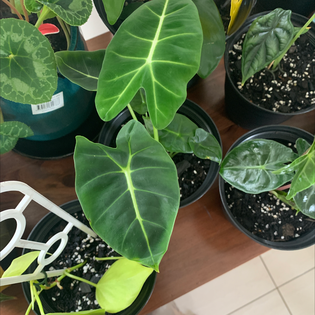 Multiple potted plants, including a healthy Green Velvet Alocasia with vibrant green leaves.