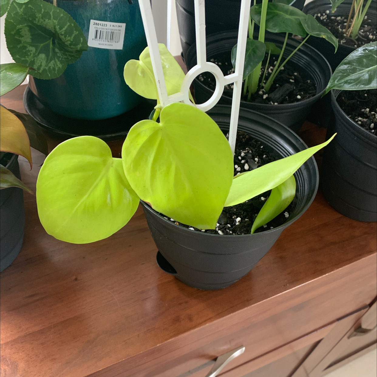 Philodendron Lemon Lime plant in a black pot with vibrant lime-green leaves.
