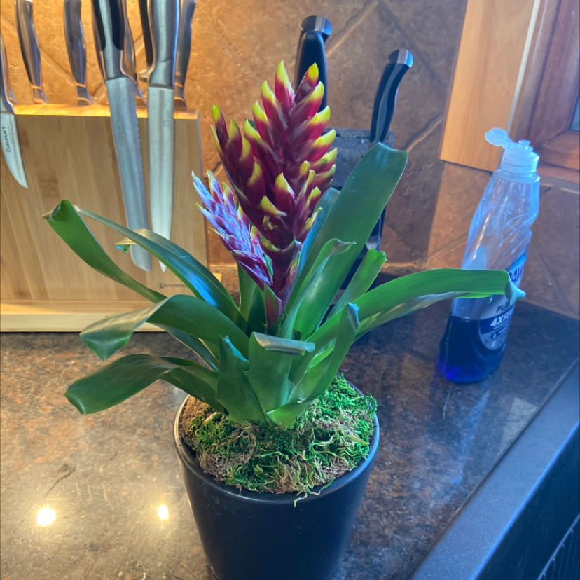 Flaming Sword plant (Vriesea splendens) in a pot with vibrant red and yellow inflorescence.