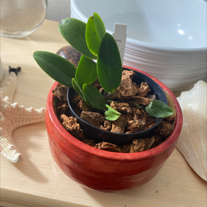 Photo of the plant species Cattleya Landate 'Charm' by @huff named Cattleya Orchid on Greg, the plant care app