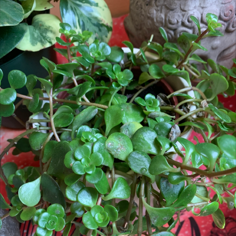 Healthy Two-Row Stonecrop plant with vibrant green leaves.