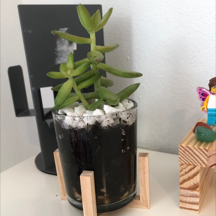 Sedum 'Firestorm' plant in a glass container with visible soil and white pebbles.