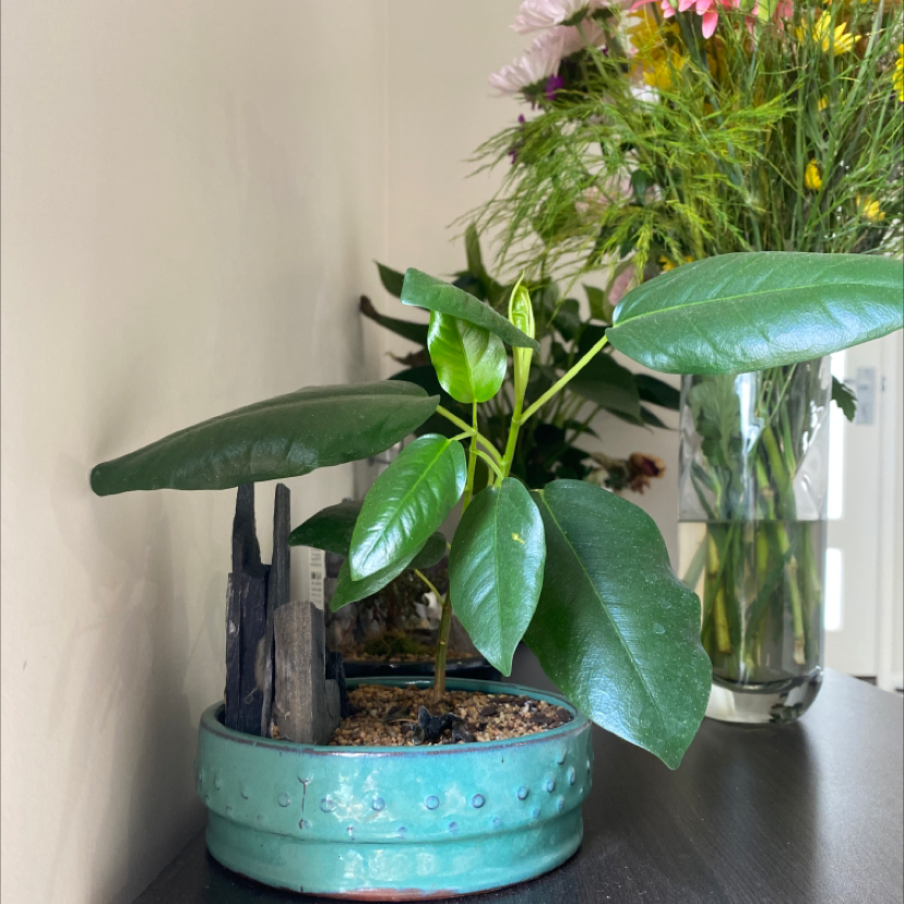 Photo of the plant species Port Jackson Fig by @tessalou named Blackwell on Greg, the plant care app