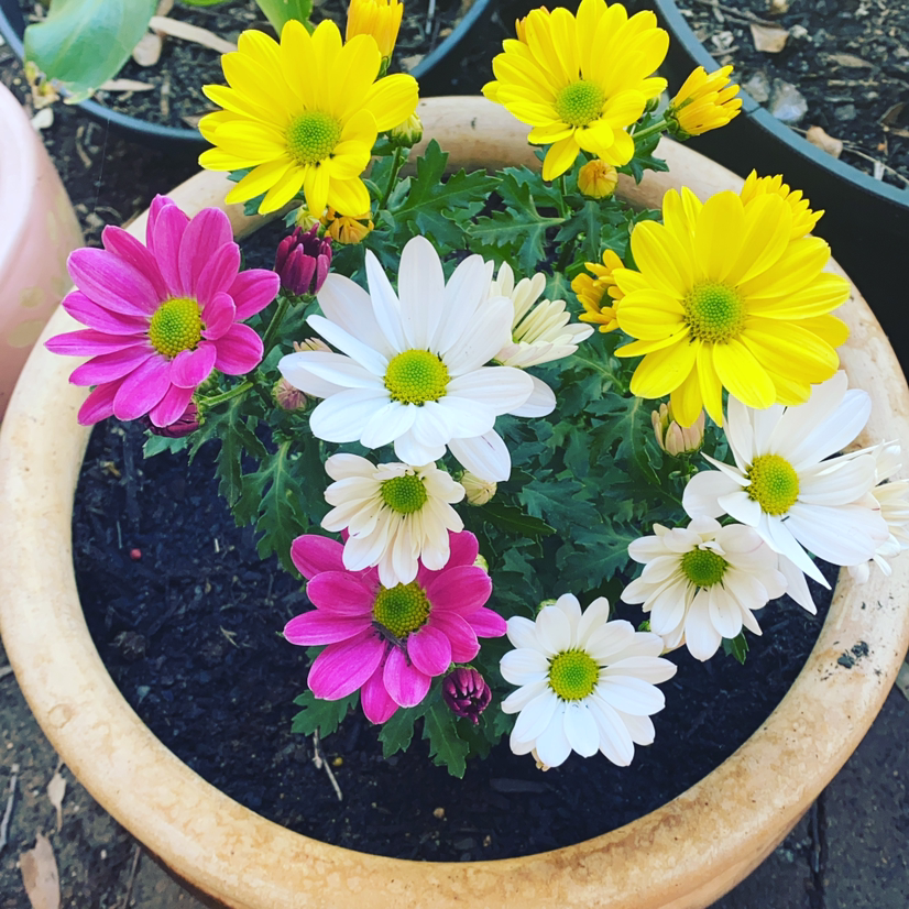 Marguerite plant photo by @tessalou named Velma on Greg, the plant care app.