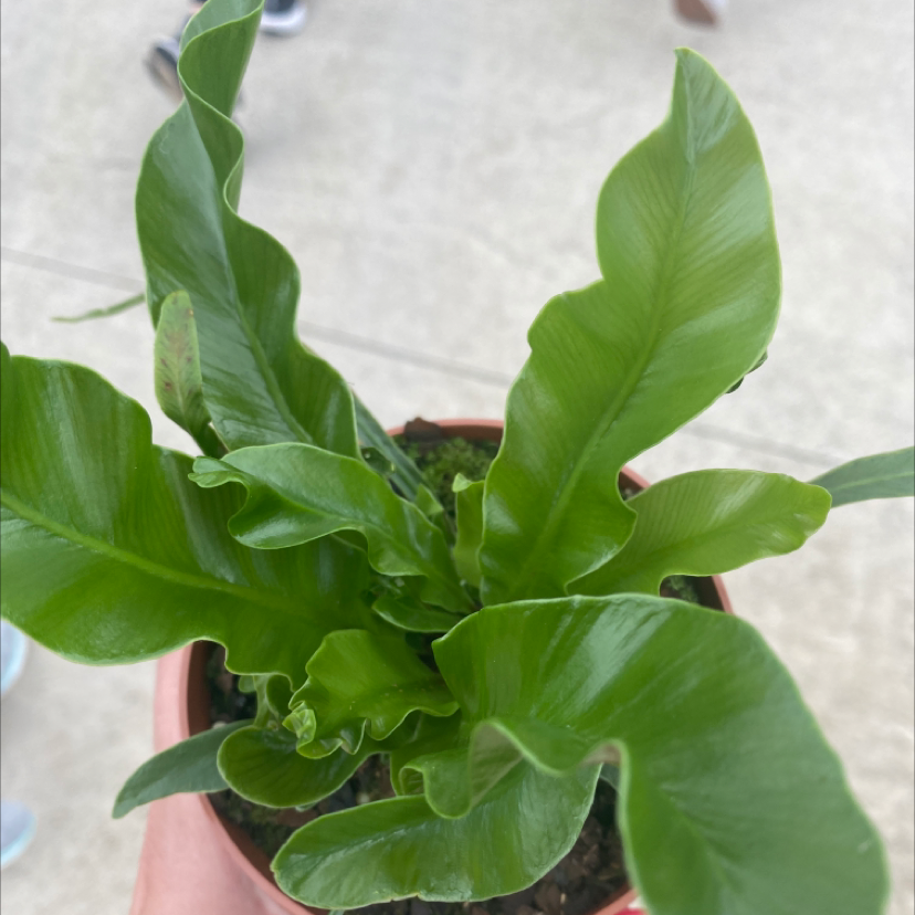Bird's Nest Fern plant photo by @tessalou named Robin on Greg, the plant care app.