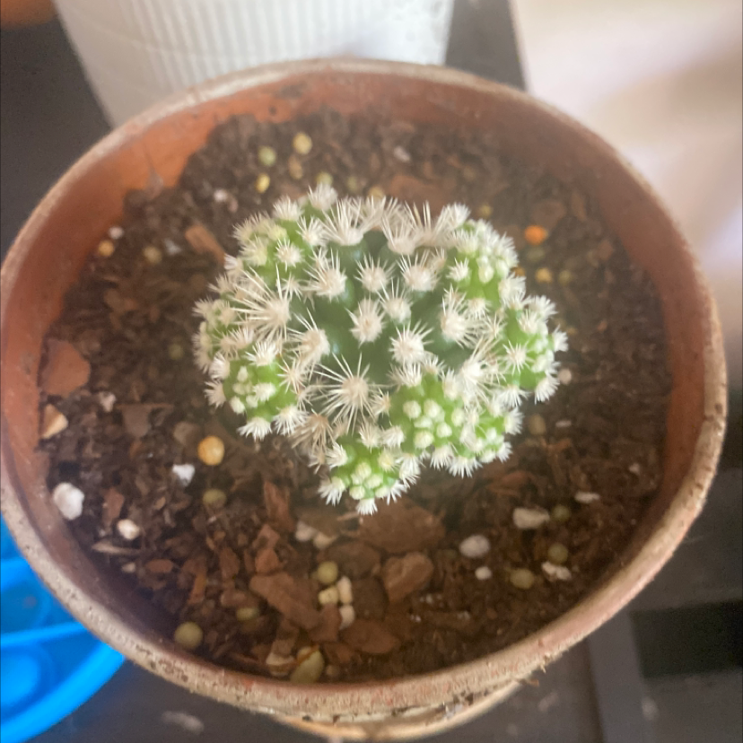 Peruvian Apple Cactus plant photo by @tessalou named Layla on Greg, the plant care app.