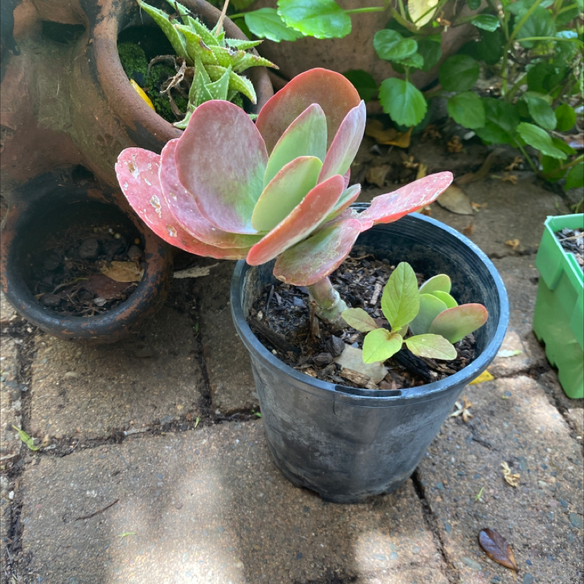 Paddle Plant plant photo by @tessalou named Penny on Greg, the plant care app.