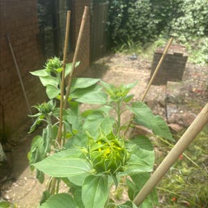 Common Sunflower plant photo by @tessalou named Sonny on Greg, the plant care app.