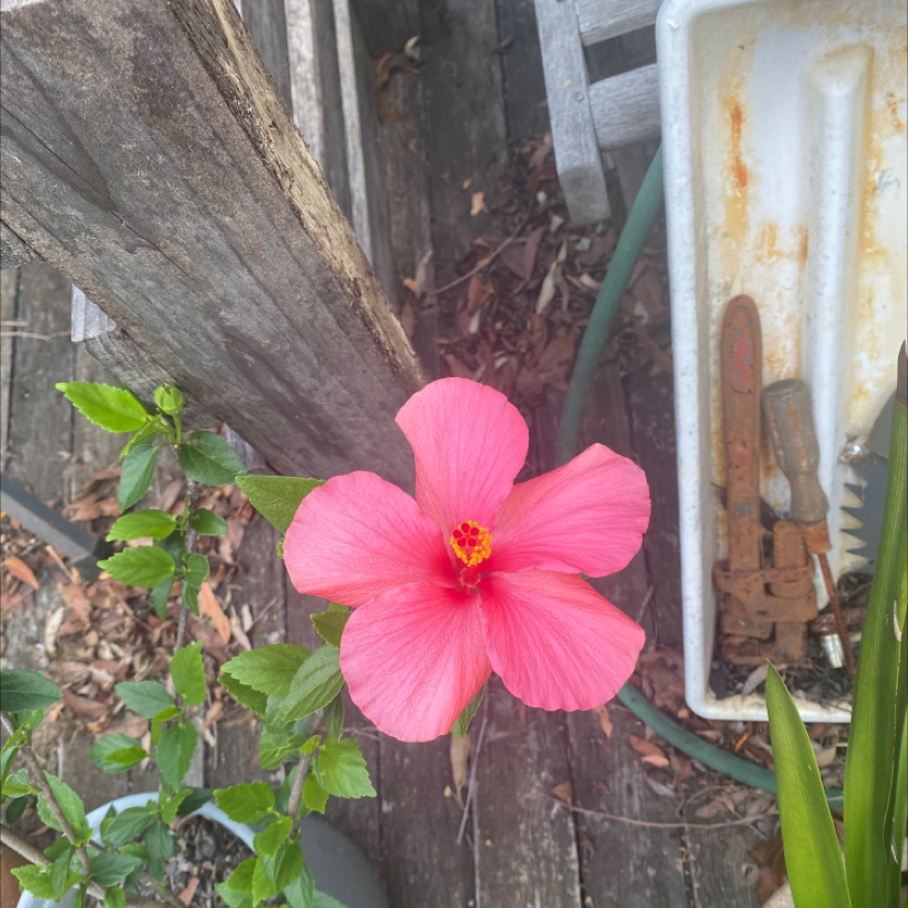 Hibiscus Tree plant photo by @tessalou named Darla on Greg, the plant care app.