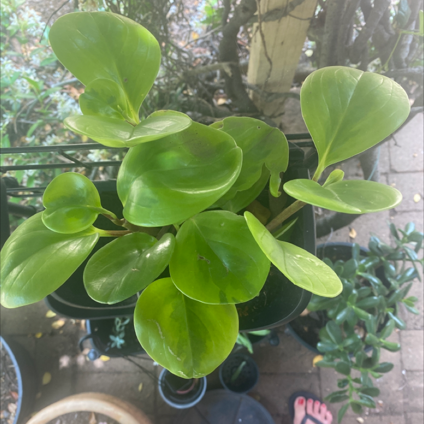 Baby Rubber Plant plant photo by @tessalou named Bella on Greg, the plant care app.
