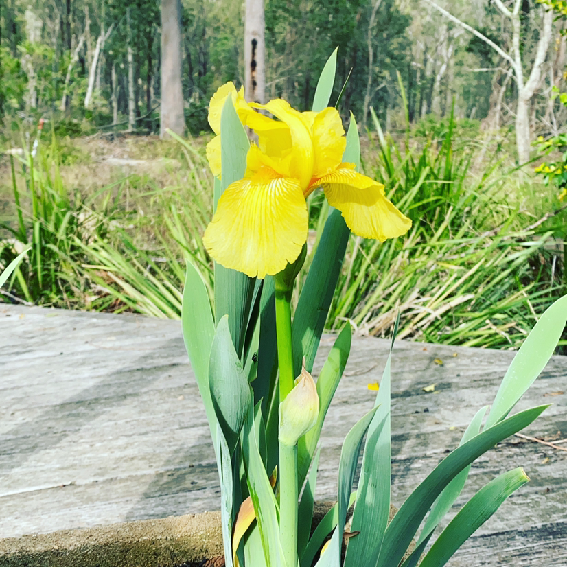 Yellow Iris plant photo by @tessalou named Bella on Greg, the plant care app.
