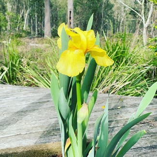 Yellow Iris plant in Withcott, Queensland
