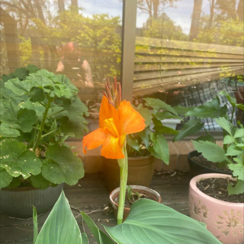 Healthy orange Canna lily flower in full bloom surrounded by lush green foliage, planted outdoors in a garden bed.