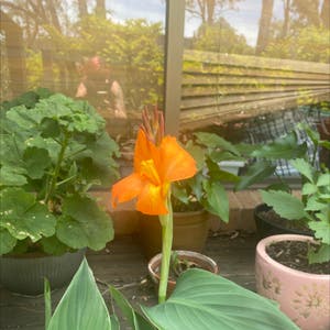 Canna Lily plant photo by Tessalou named Garfield on Greg, the plant care app.
