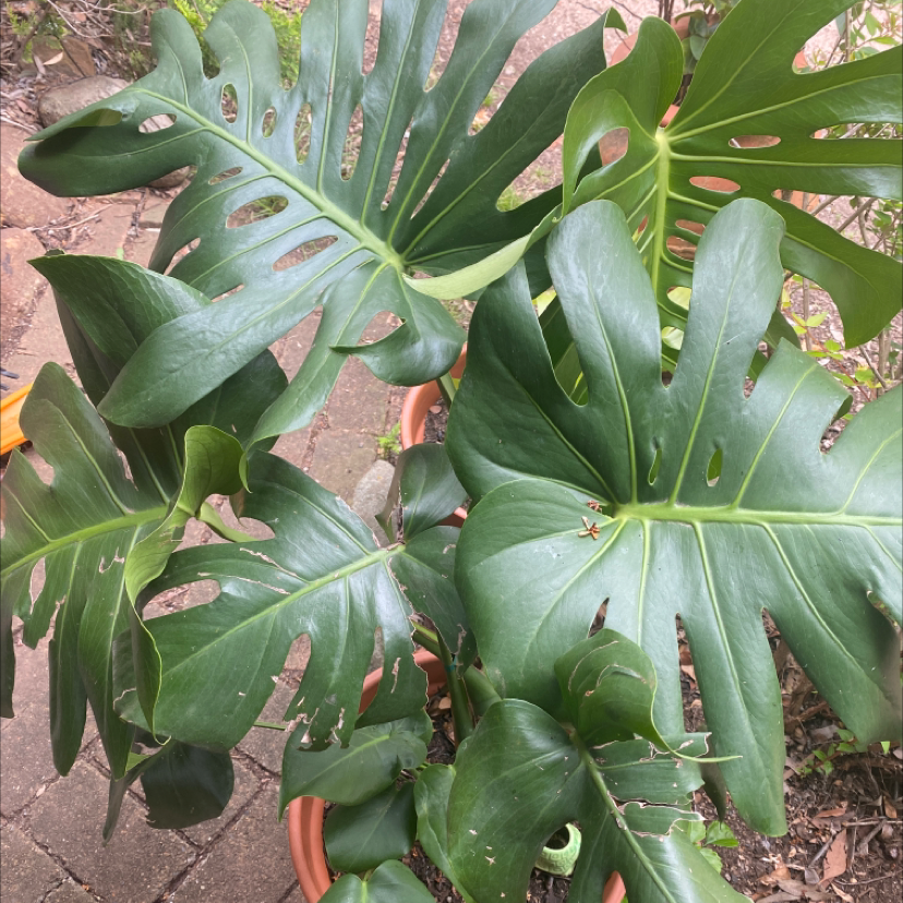Monstera plant photo by @tessalou named Havana on Greg, the plant care app.