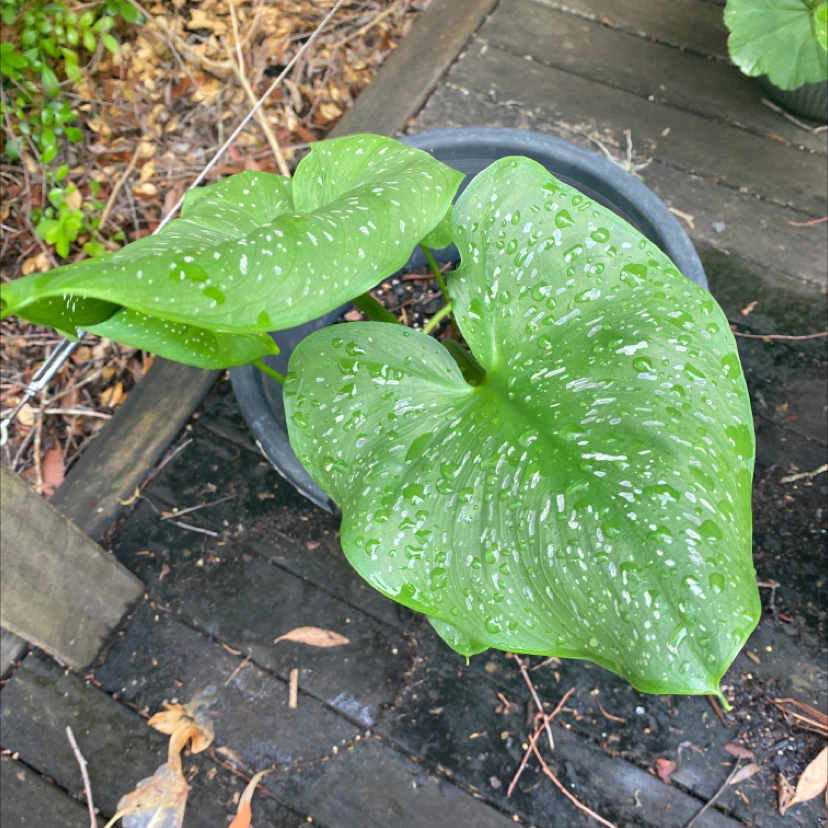 Calla Lily plant photo by @tessalou named Sally on Greg, the plant care app.