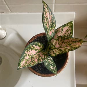 Chinese Evergreen plant photo by @tessalou named Princess on Greg, the plant care app.