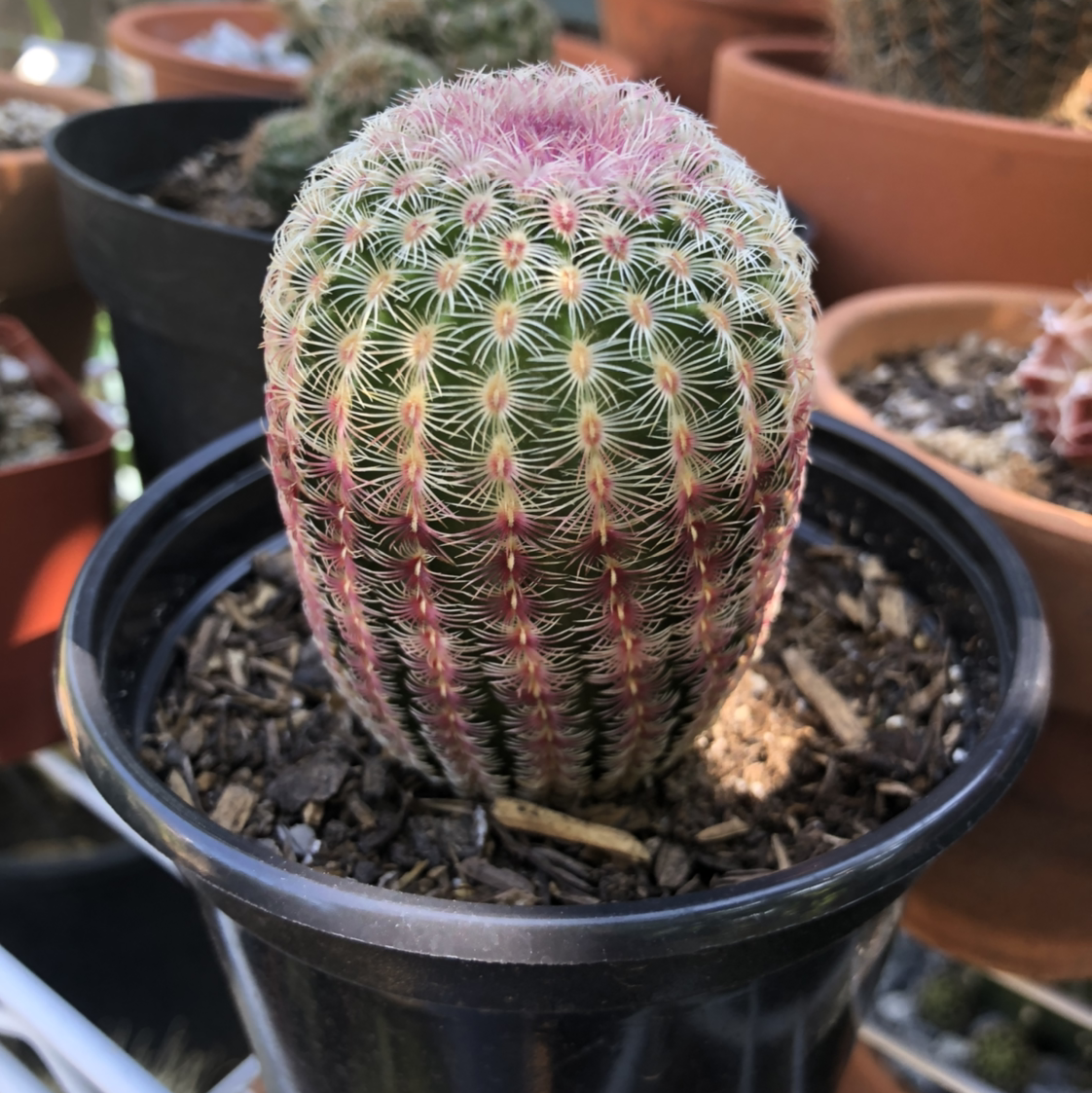 Comb Hedgehog Cactus in a black pot with visible soil, well-framed and in focus.