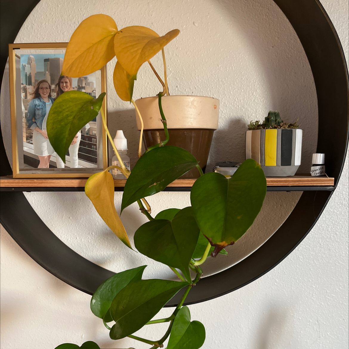 Taro Vine plant photo by @KALEIGH named Lola on Greg, the plant care app.