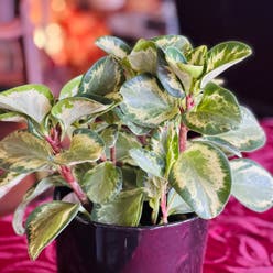 Golden Gate Peperomia plant