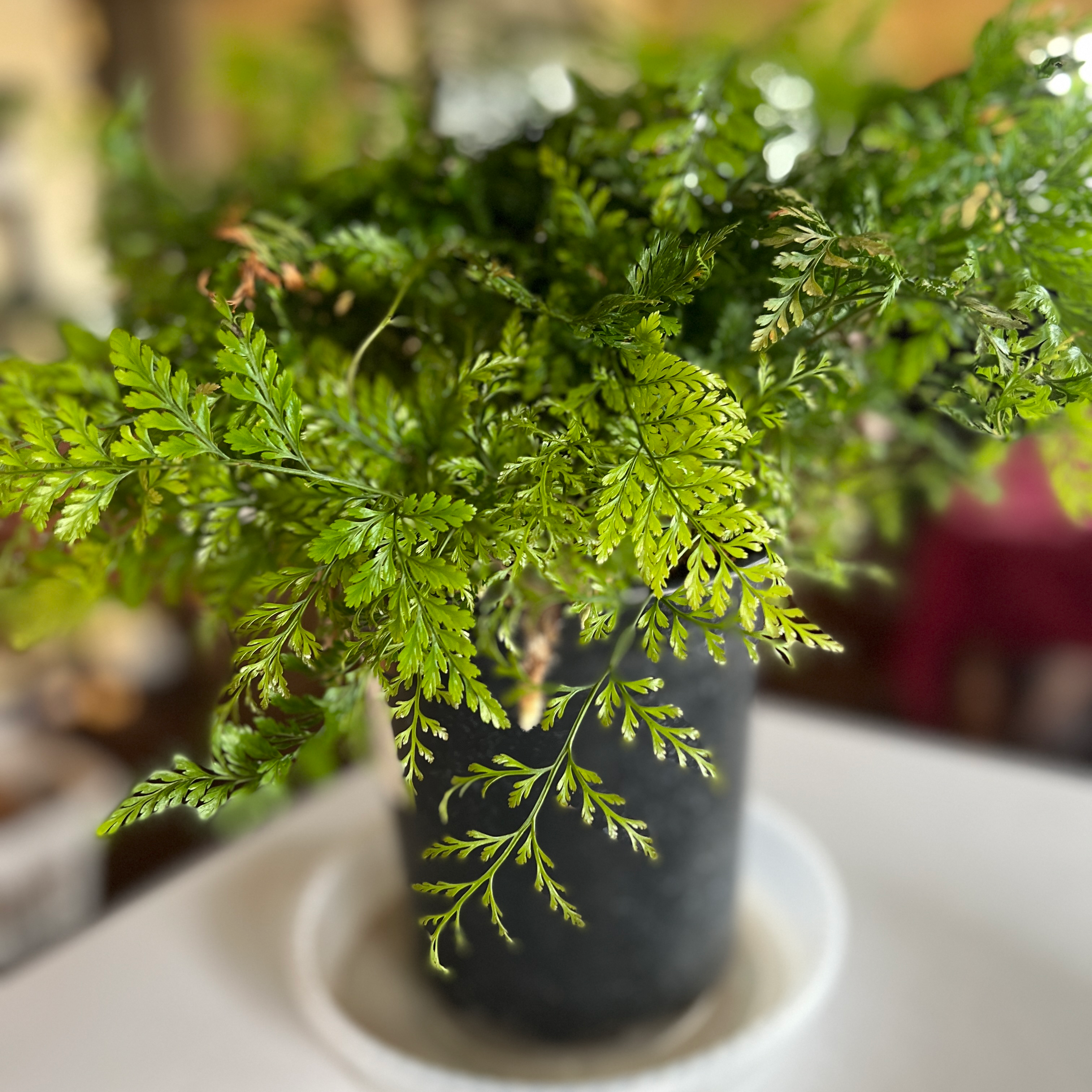 Photo of the plant species Squirrel's Foot Fern by Lori named Squirrel’s Foot Fern on Greg, the plant care app