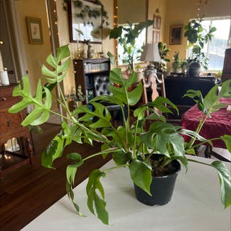 Mini Monstera plant in Montara, California
