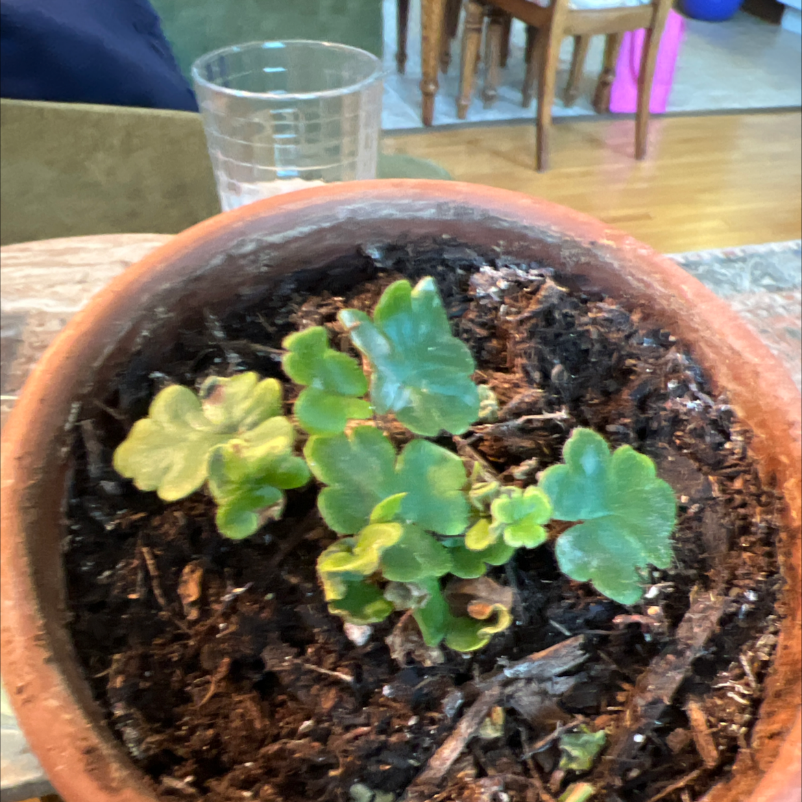 Photo of the plant species round-lobed hepatica by @Slynn named Curly on Greg, the plant care app