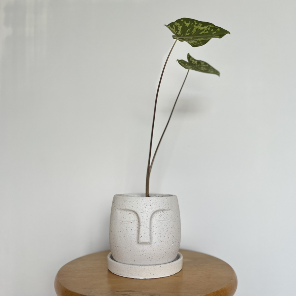 Caladium Hilo Beauty plant in a white pot with a face design, placed on a wooden surface.