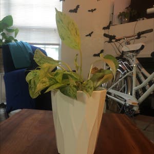 Marble Queen Pothos plant photo by @slightcatastrophe named Marlene on Greg, the plant care app.