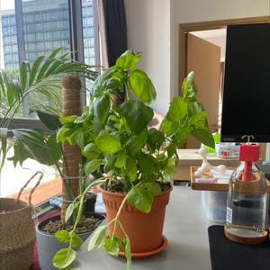 Organic Basil plant photo by @Sue named Butthole on Greg, the plant care app.