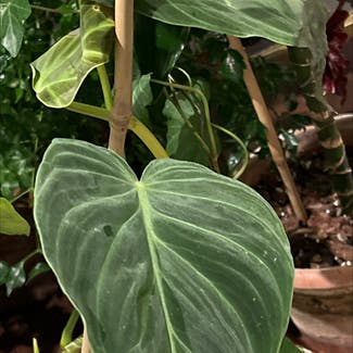Philodendron melanochrysum x verrucosum plant in Woolwich Township, New Jersey