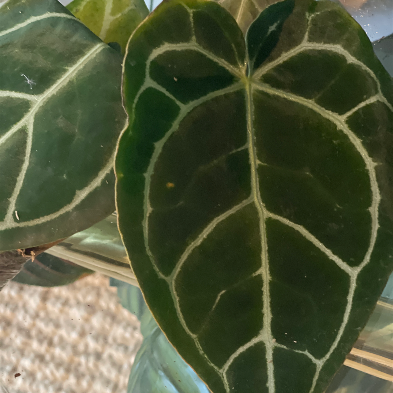 Photo of the plant species Crystal Anthurium by @PlantyGoddess named Leaf Erickson on Greg, the plant care app