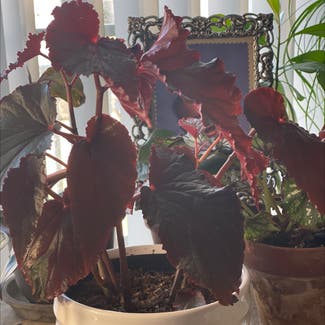 Angel Wing Begonia plant in Woolwich Township, New Jersey