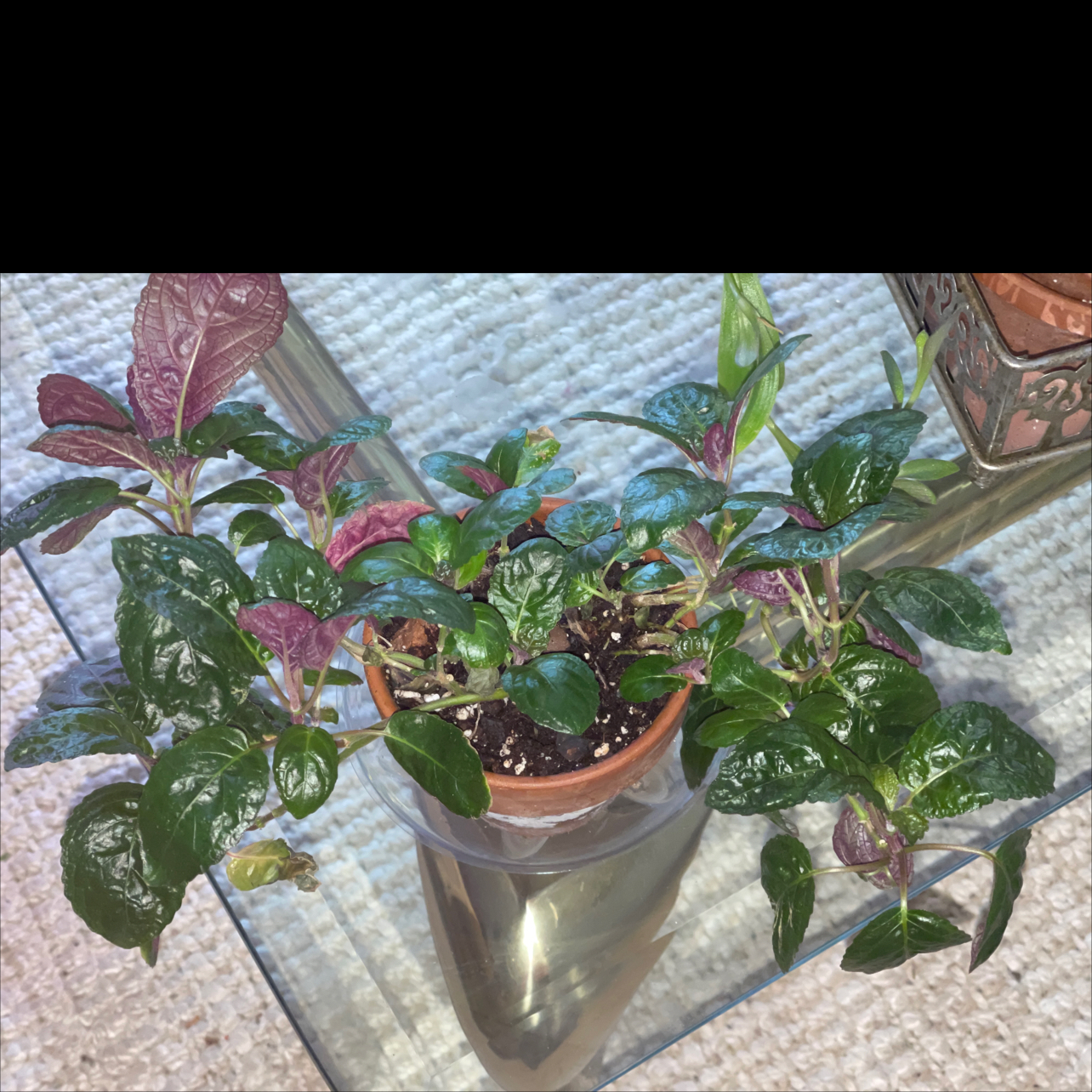 Waffle Plant plant photo by @PlantyGoddess named Waffle on Greg, the plant care app.