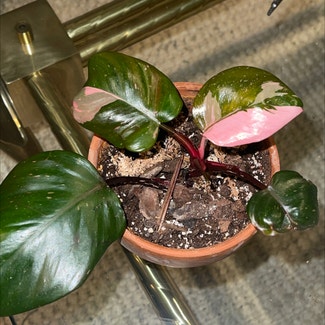 Pink Princess Philodendron plant in Woolwich Township, New Jersey