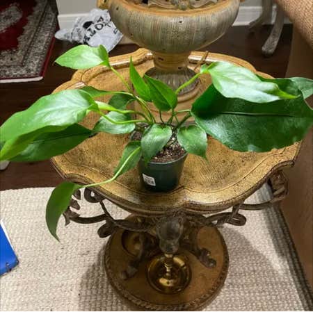 Photo of the plant species Anthurium 'Big Red Bird' by Plantygoddess named Ulysses S Plant on Greg, the plant care app