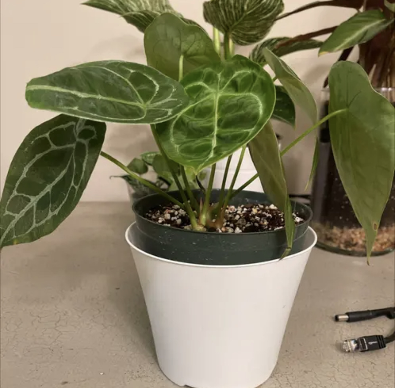 Photo of the plant species Anthurium forgetii by @PlantyGoddess named #1 Dr. Dontforgetti on Greg, the plant care app