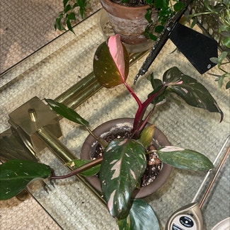 Pink Princess Philodendron plant in Woolwich Township, New Jersey