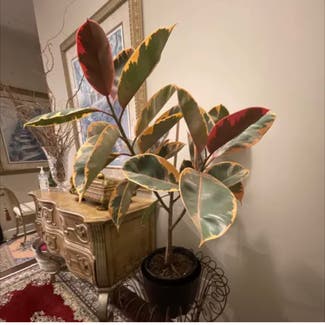 Ficus 'Ruby' plant in Woolwich Township, New Jersey