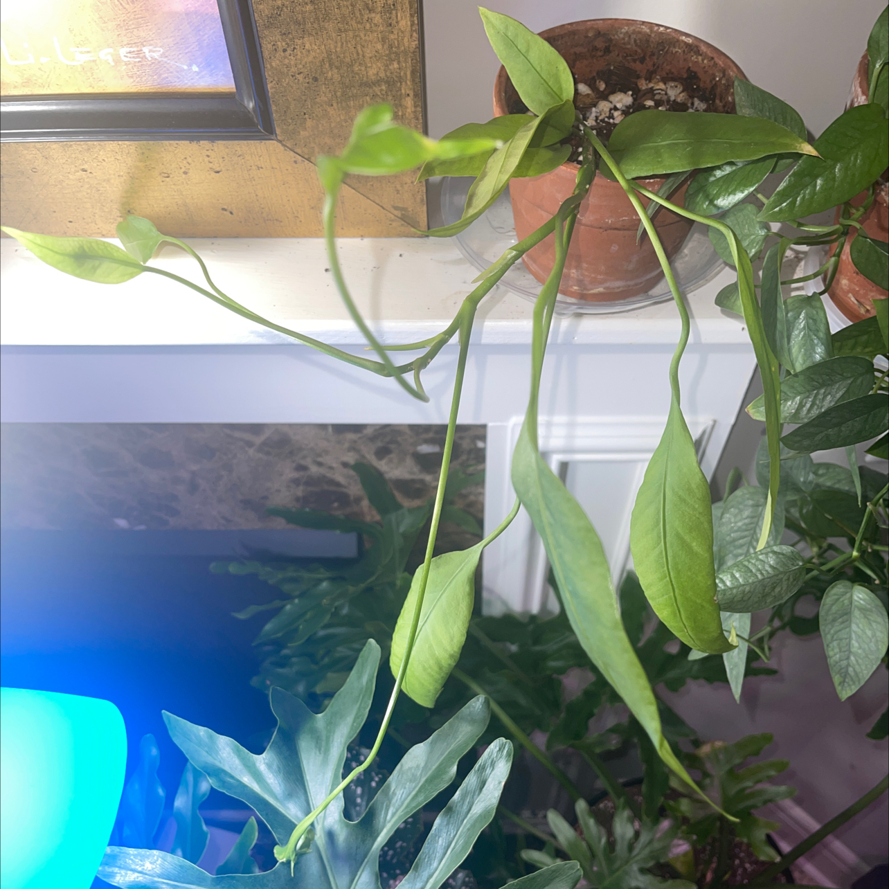 Anthurium vittariifolium plant with elongated leaves in a pot on a shelf.