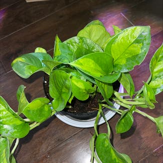 Global Green Pothos plant in Woolwich Township, New Jersey