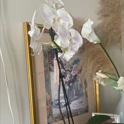 Moon Orchid plant