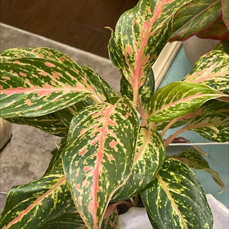 Aglaonema 'Pink Splash' plant in Woolwich Township, New Jersey