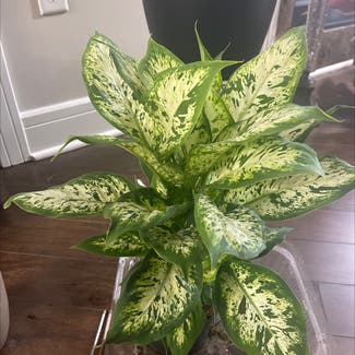 Dieffenbachia 'Star Bright' plant in Woolwich Township, New Jersey
